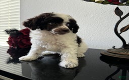 Miniature Poodle dogs for sale: Captain America - Image 6