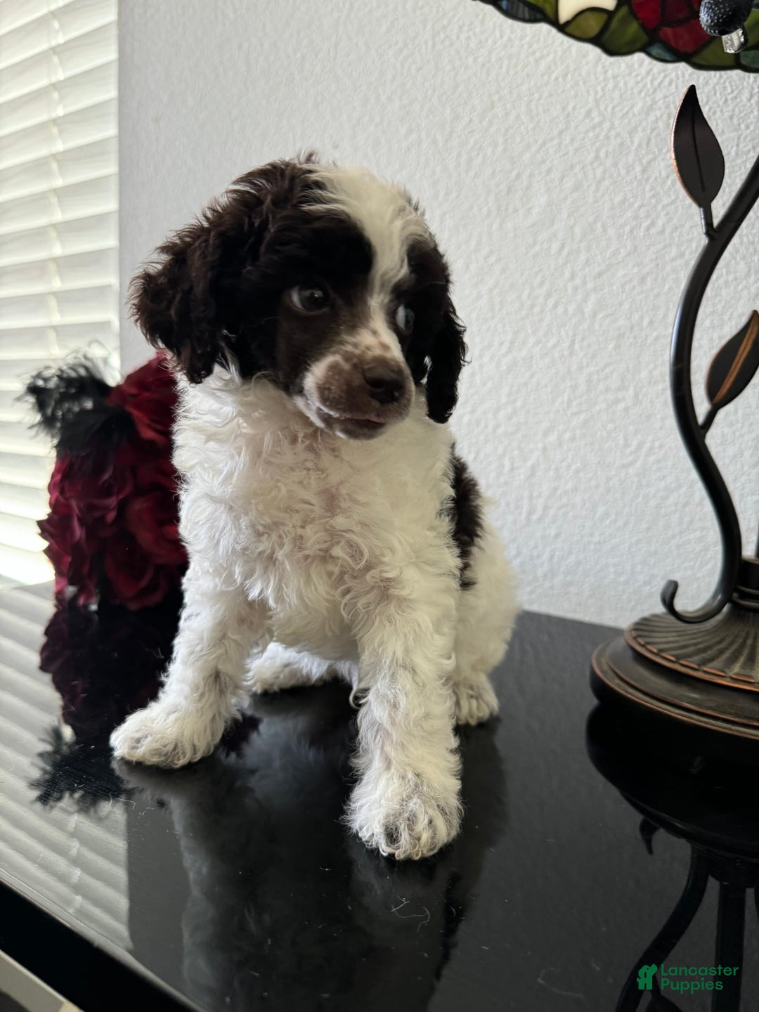 Miniature Poodle dogs for sale: Captain America - Image 6