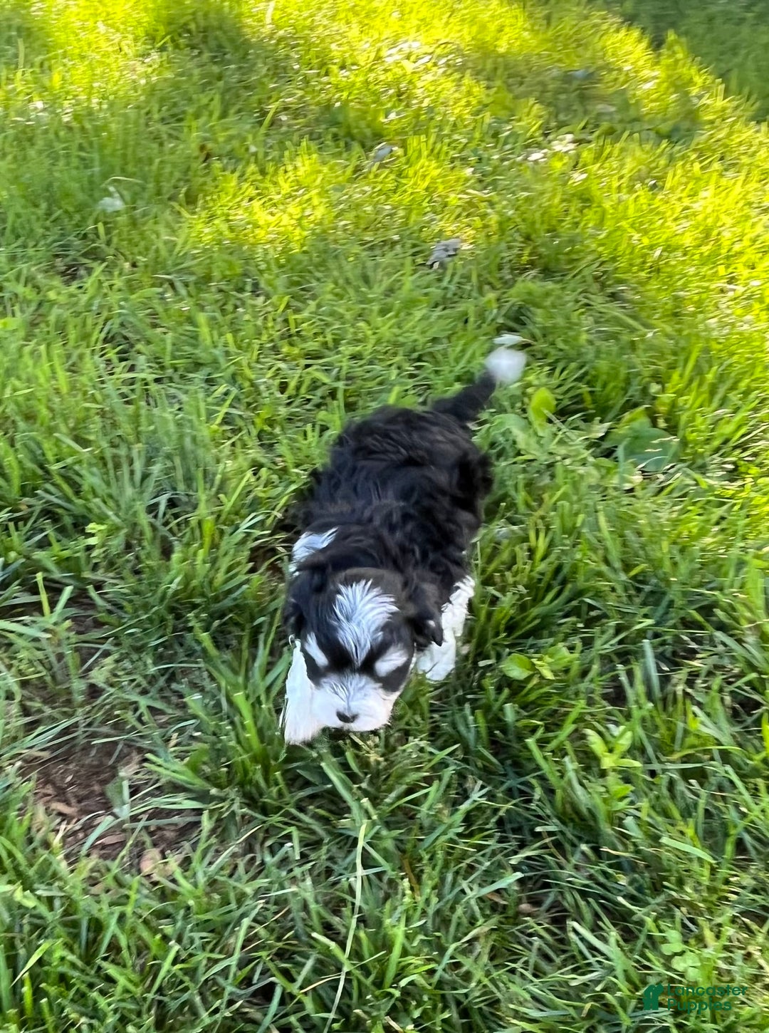Maltipoo dogs for sale: Maltipoo 4 puppies - Image 21