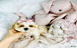 Maltipoo dogs for sale: Dulce - Image 1