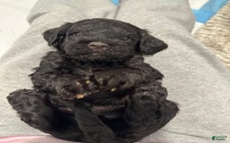 Mini Goldendoodle dogs for sale: Males Litter 2 - Image 29