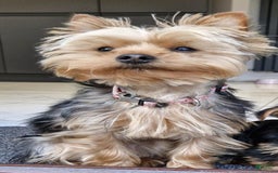 Yorkshire Terrier dogs for sale: Tom - Image 3