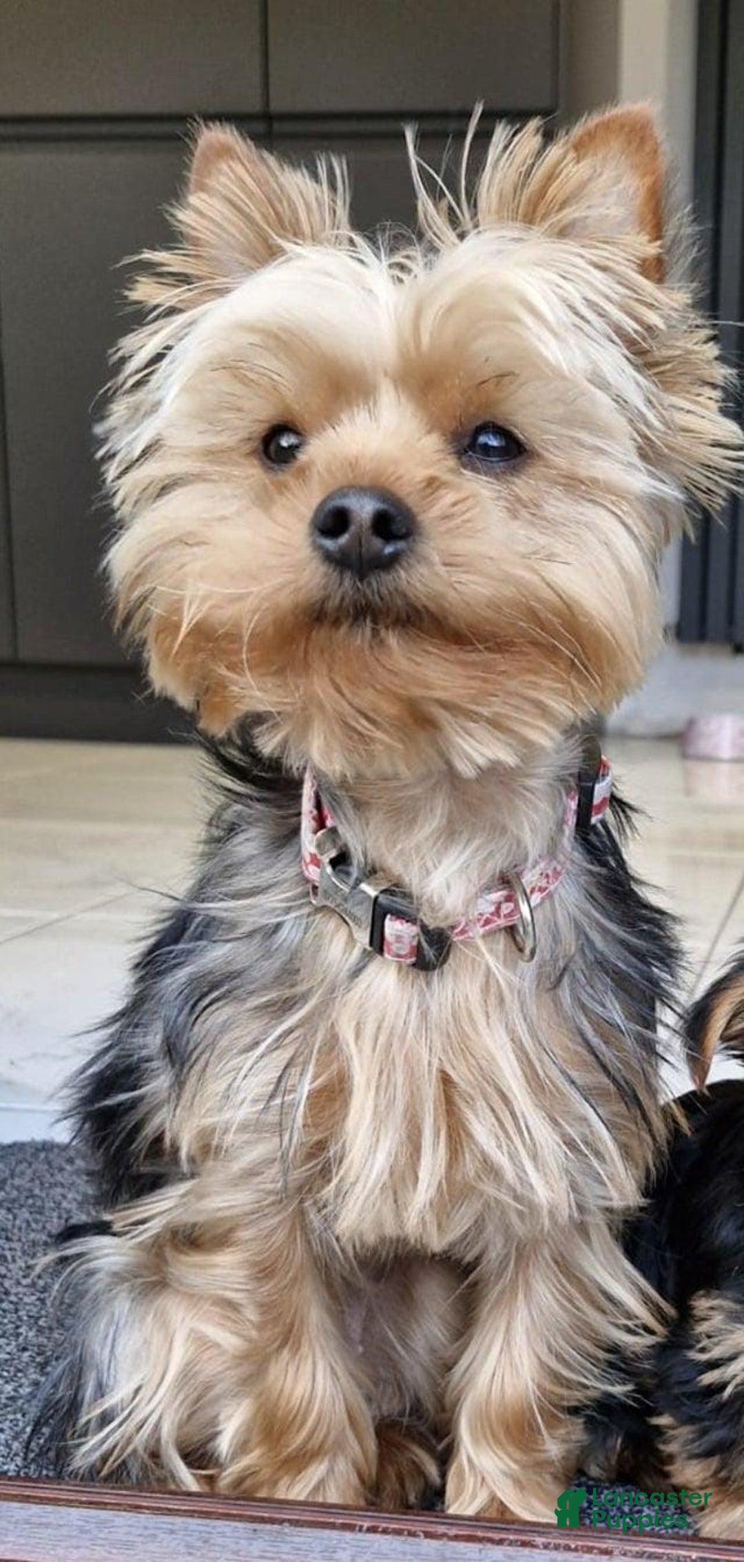 Yorkshire Terrier dogs for sale: Tom - Image 3