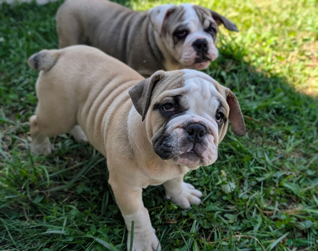 Olde English Bulldogge dogs for sale: Gillian - Image 4