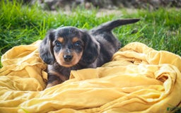 Miniature Dachshund dogs for sale: Fernando - Image 9
