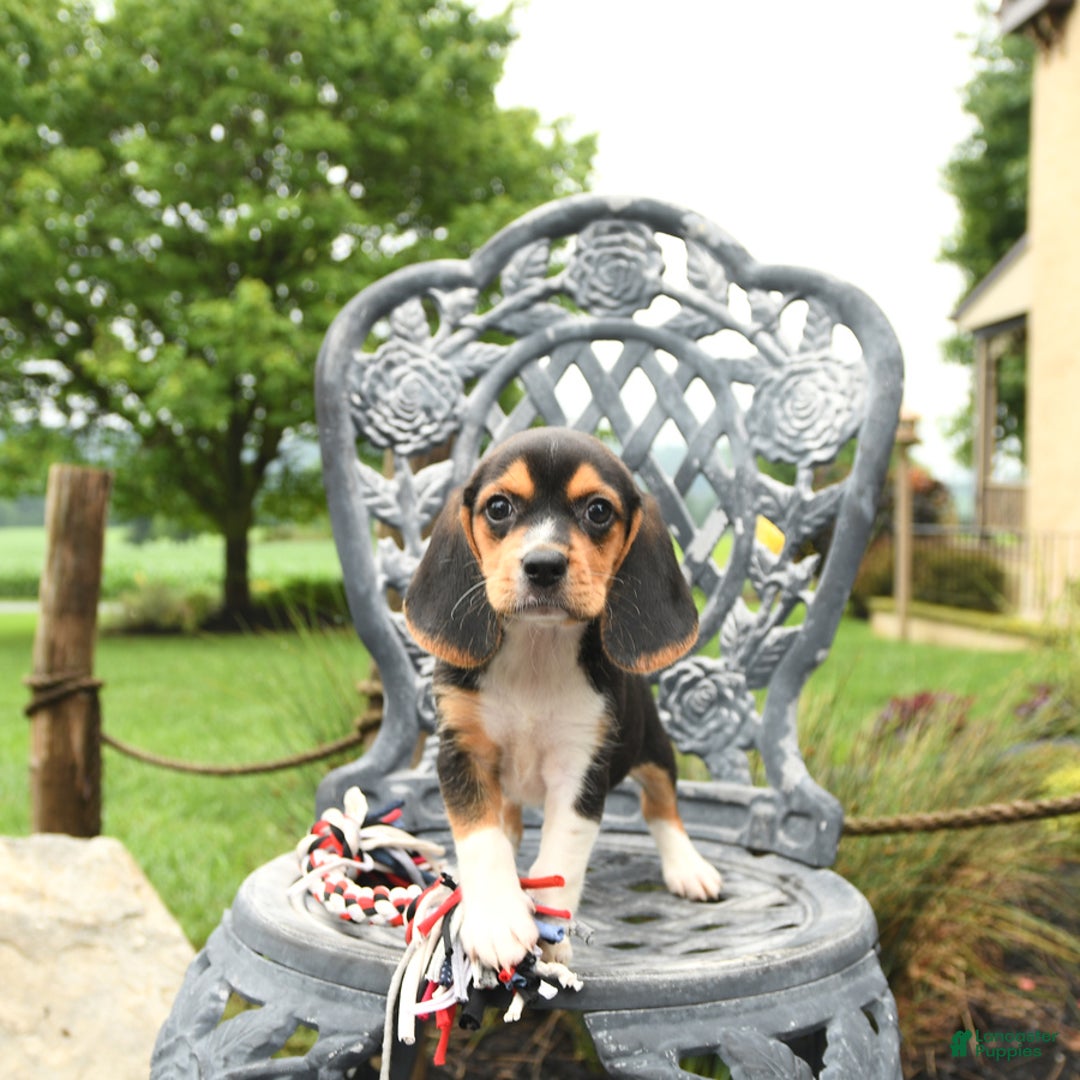 Beagle dogs for sale: Aubrey - Image 3