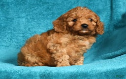 Cavapoo dogs for sale: Mandy - Image 9
