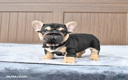 French Bulldog dogs for sale: Daisy - Image 1