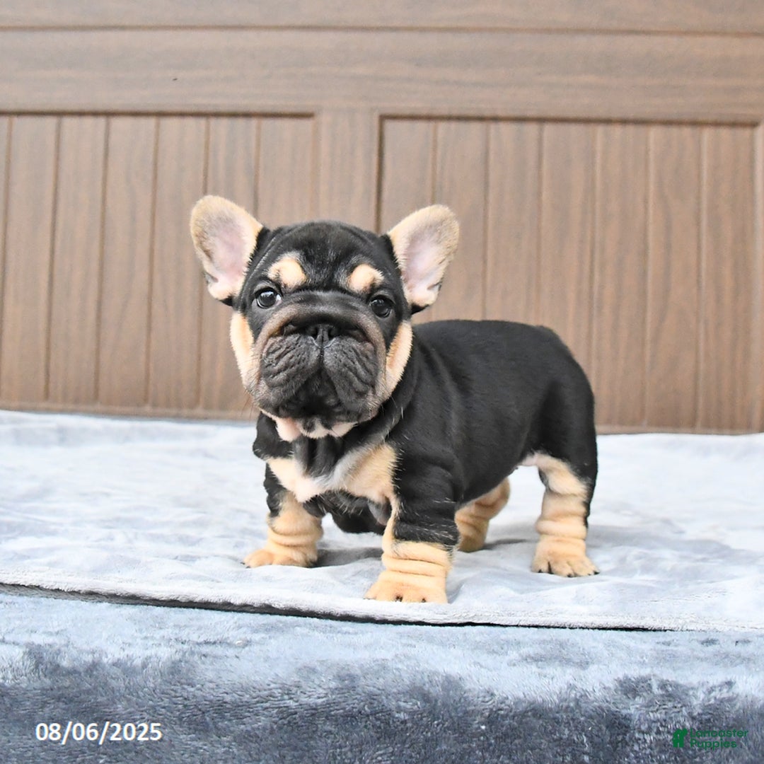 French Bulldog dogs for sale: Daisy - Image 1