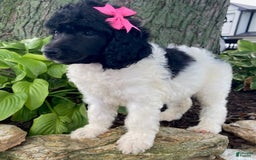Standard Poodle dogs for sale: River - Image 5