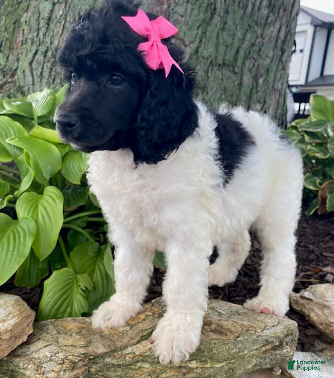 Standard Poodle dogs for sale: River - Image 5