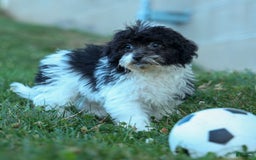 Bichpoo dogs for sale: Barney - Image 6