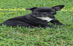 French Bulldog dogs for sale: Lady - Image 1