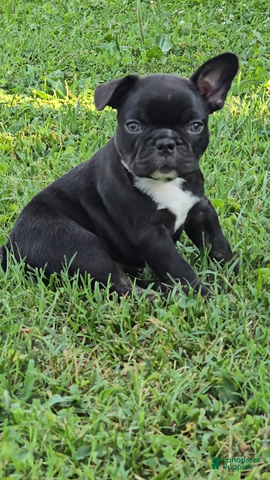 French Bulldog dogs for sale: Lady - Image 1