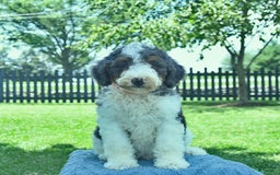 Bernedoodle dogs for sale: Truffle - Image 10