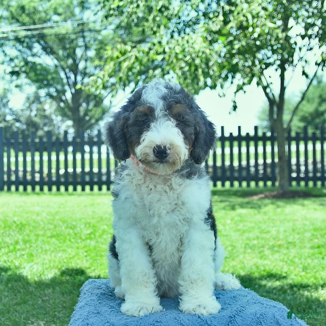 Bernedoodle dogs for sale: Truffle - Image 10