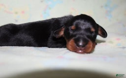 Dachshund dogs for sale: Raven Boy 1 - Image 4