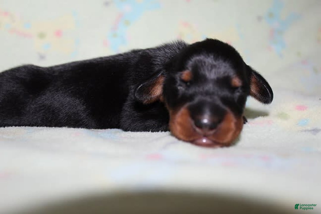 Dachshund dogs for sale: Raven Boy 1 - Image 4