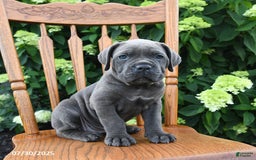 Cane Corso dogs for sale: Scarlet - Image 2