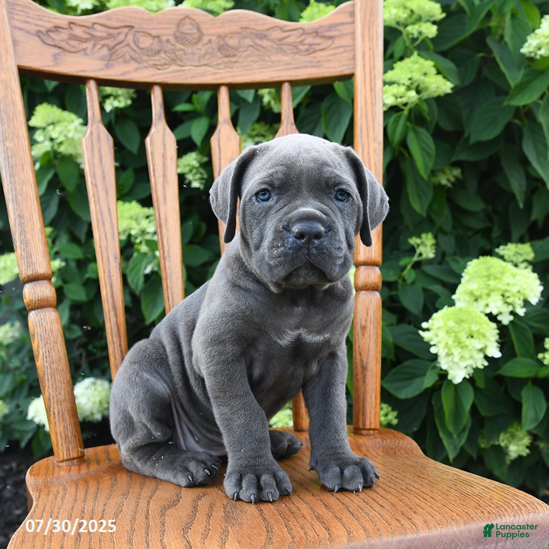 Cane Corso dogs for sale: Scarlet - Image 2