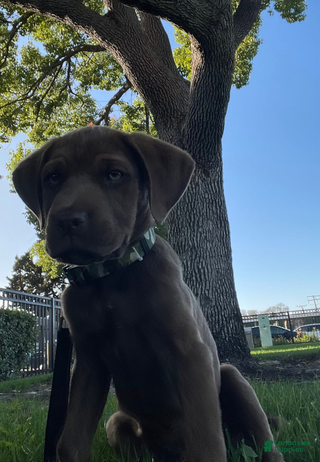 Cane Corso dogs for sale: Naila - Image 6
