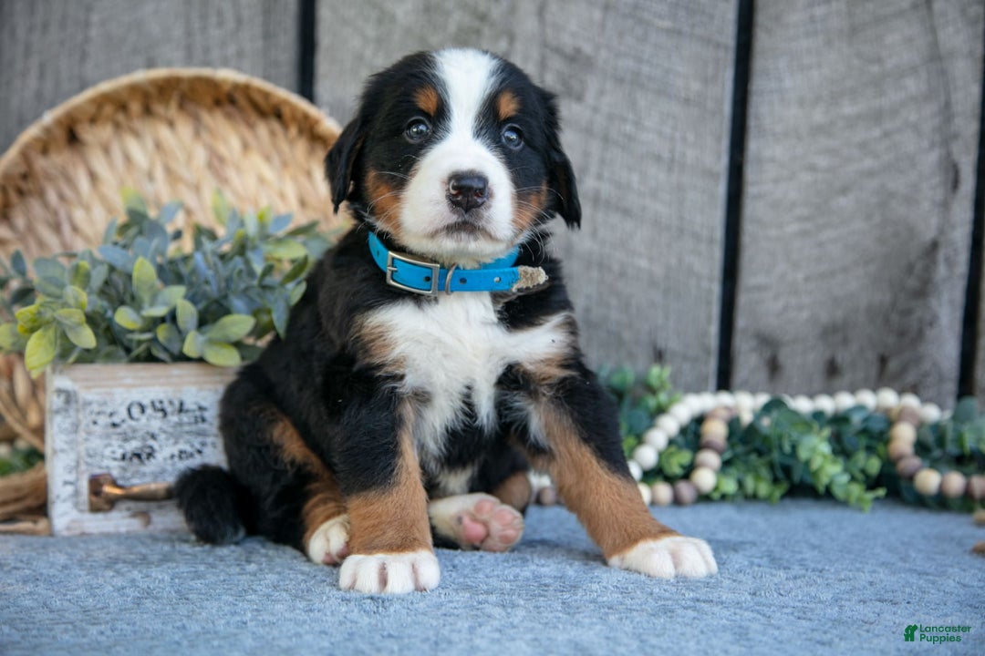 Bernese Mountain Dog dogs for sale: Blocks - Image 3