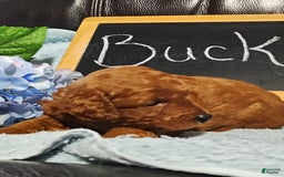 Mini Goldendoodle dogs for sale: Buck - Image 9
