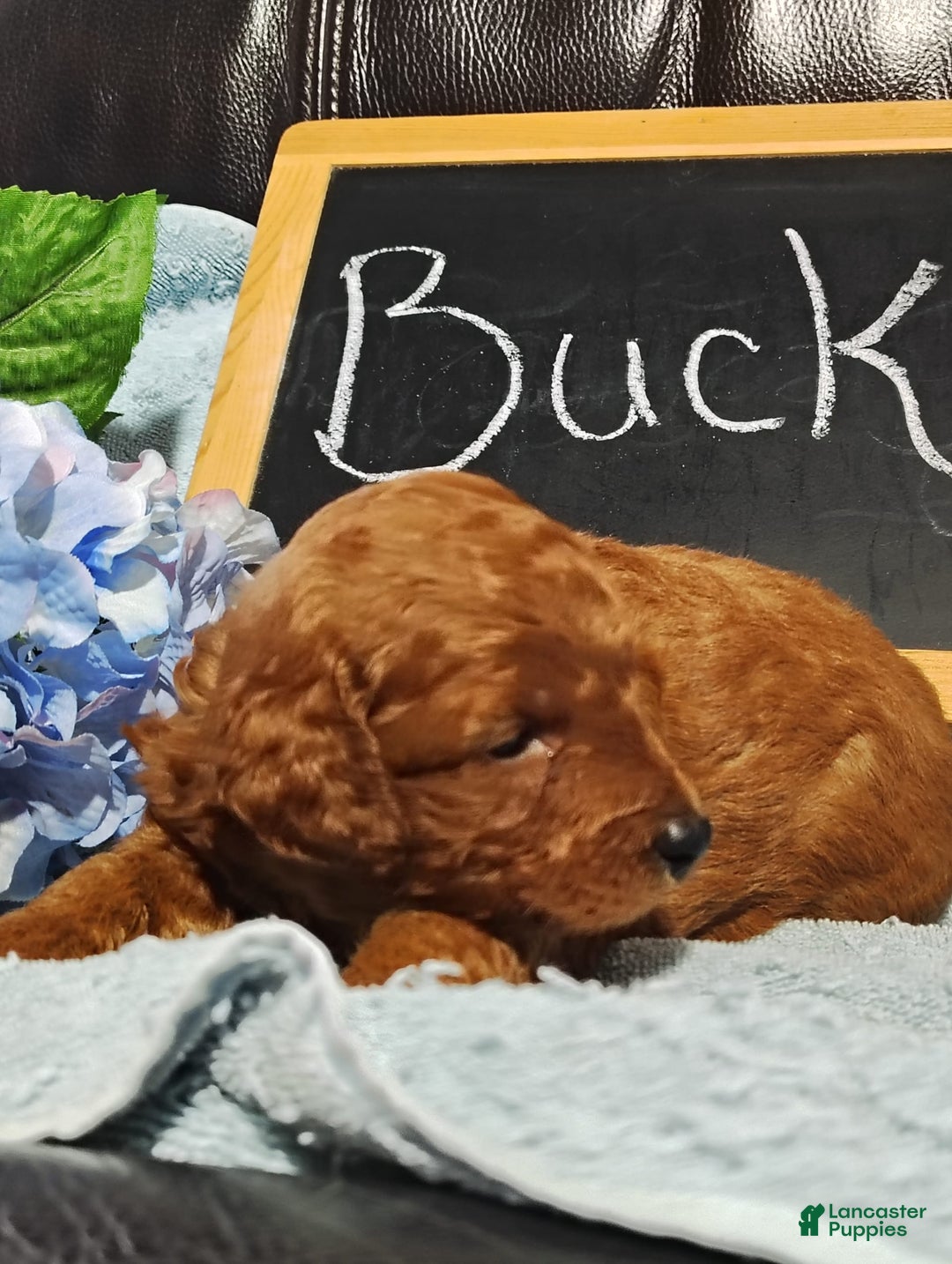 Mini Goldendoodle dogs for sale: Buck - Image 9