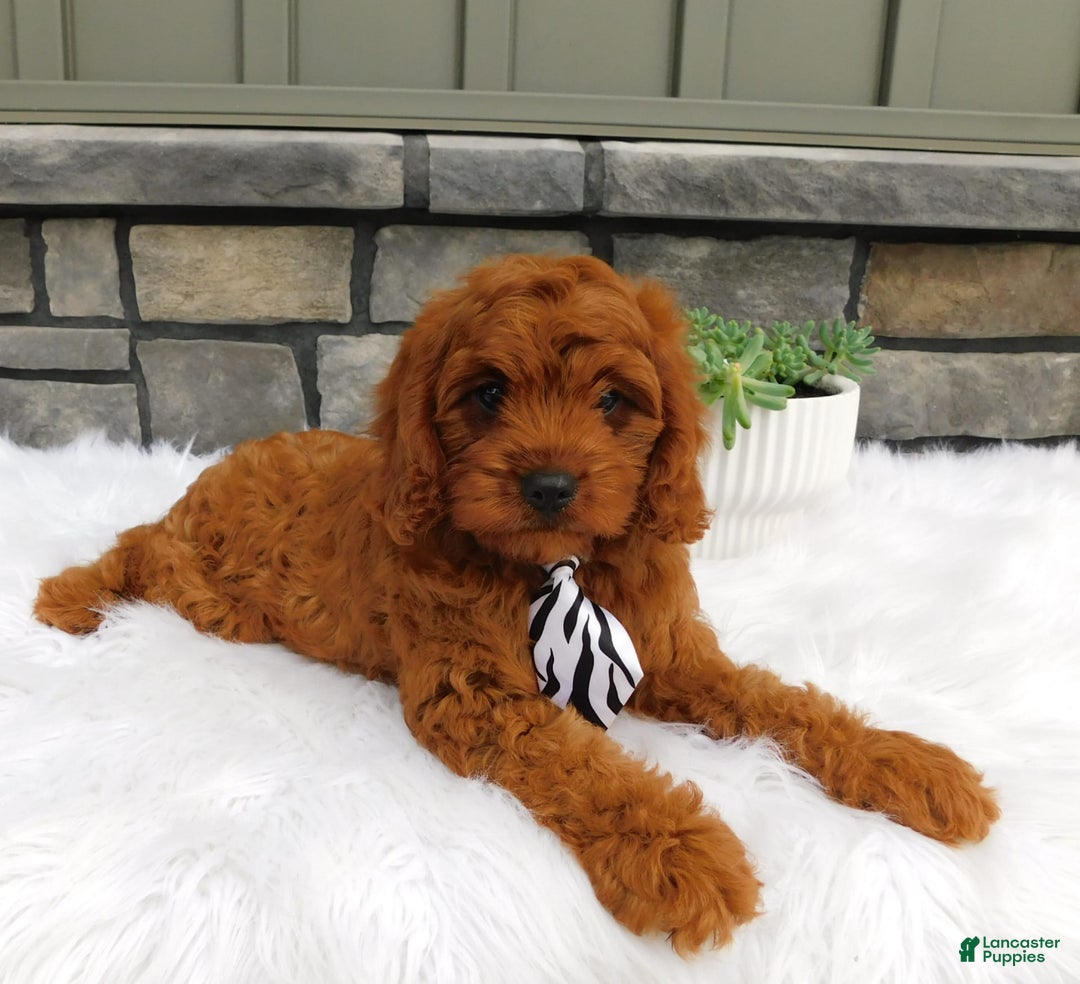 Cavapoo dogs for sale: Mitt - Image 6