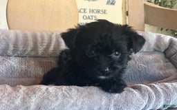 Bernedoodle dogs for sale: Micro Mini 3 - Image 2
