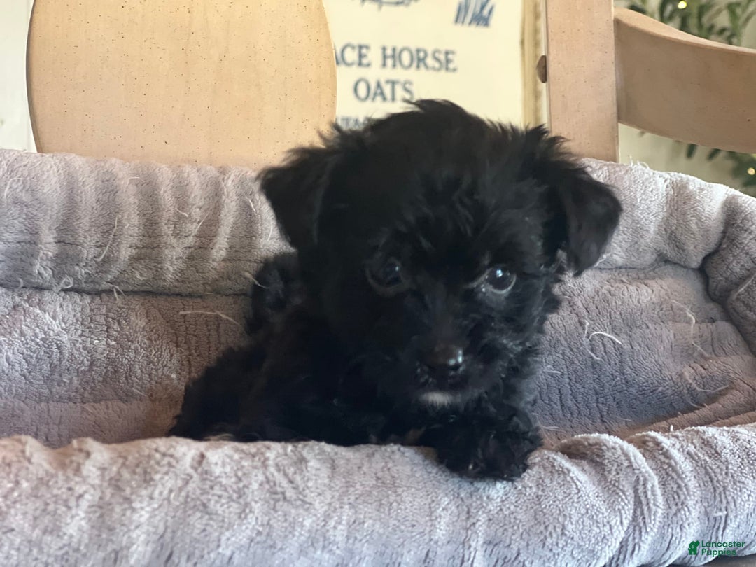 Bernedoodle dogs for sale: Micro Mini 3 - Image 2