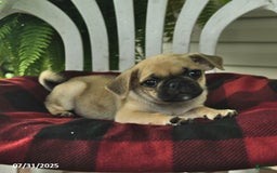 Pug dogs for sale: Buddy - Image 2