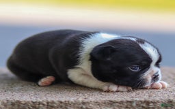 Boston Terrier dogs for sale: Pearl - Image 1