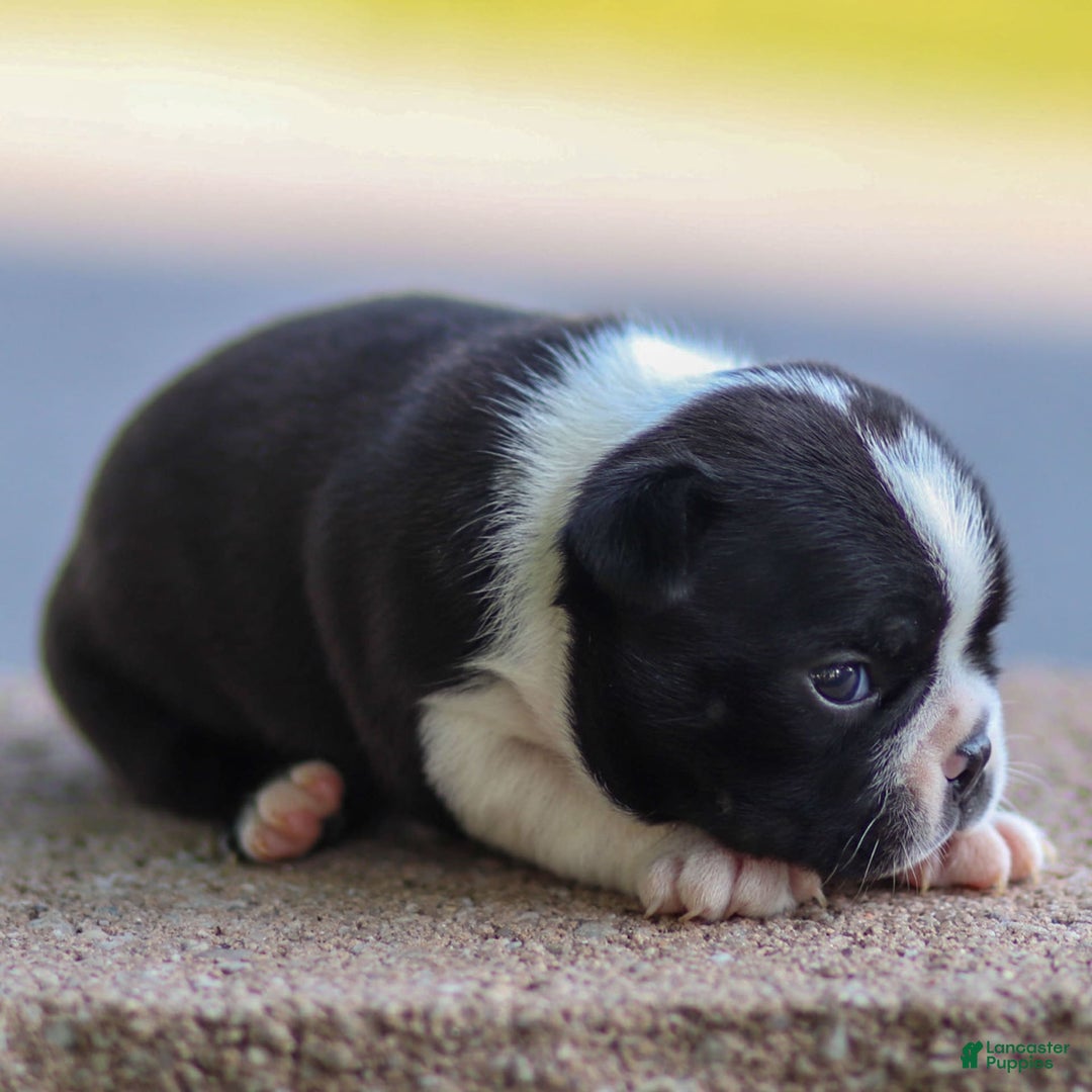Boston Terrier dogs for sale: Pearl - Image 1