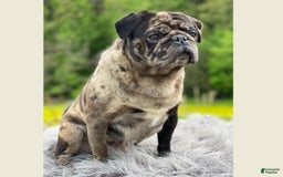Pug dogs for sale: Mike - Image 6