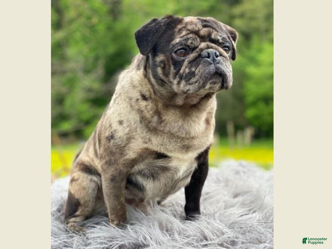 Pug dogs for sale: Mike - Image 6