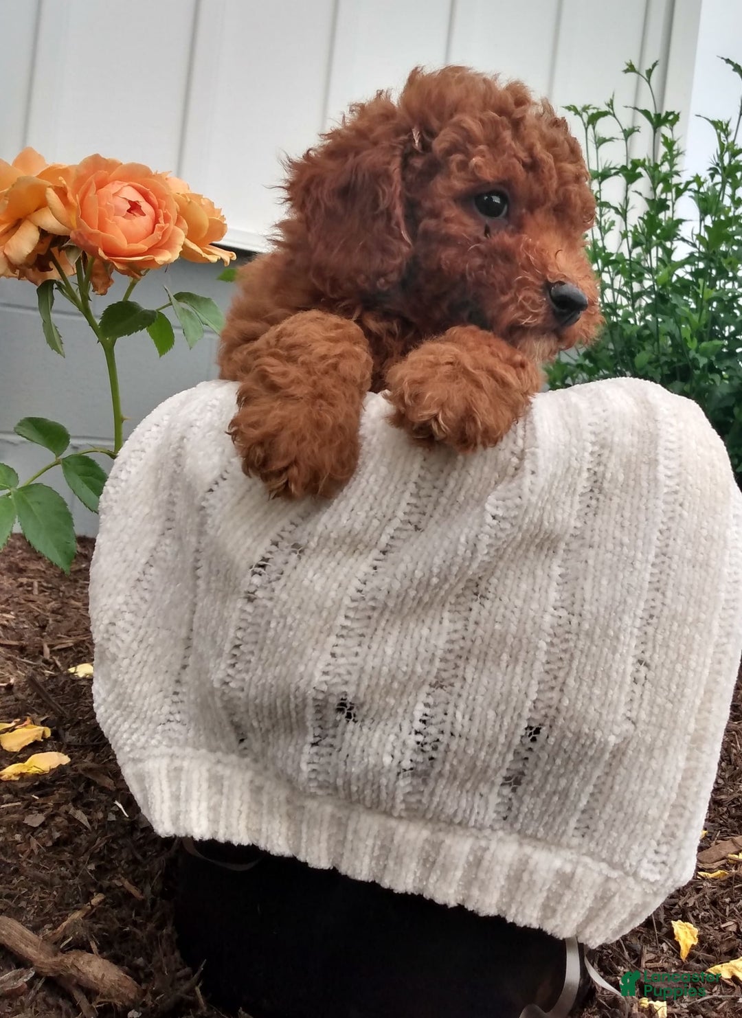 Miniature Poodle dogs for sale: Trigger - Image 5