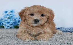Mini Goldendoodle dogs for sale: Brady - Image 2