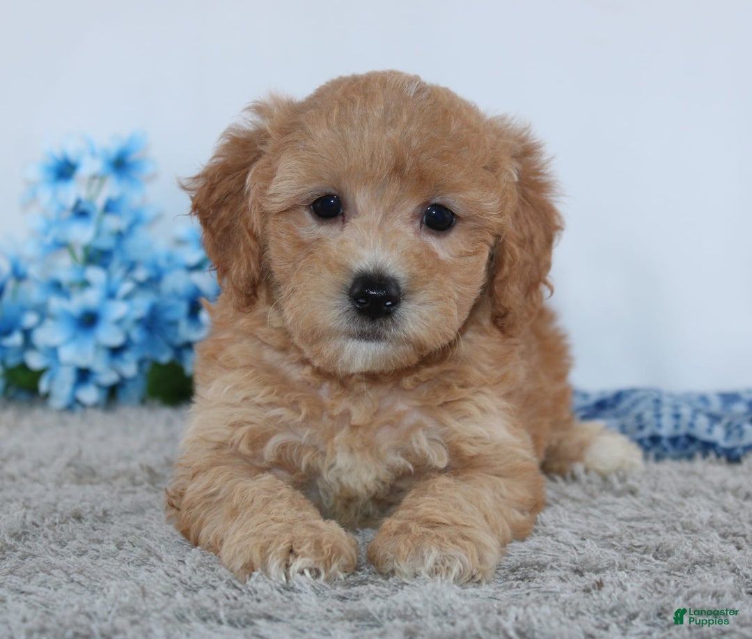 Mini Goldendoodle dogs for sale: Brady - Image 2