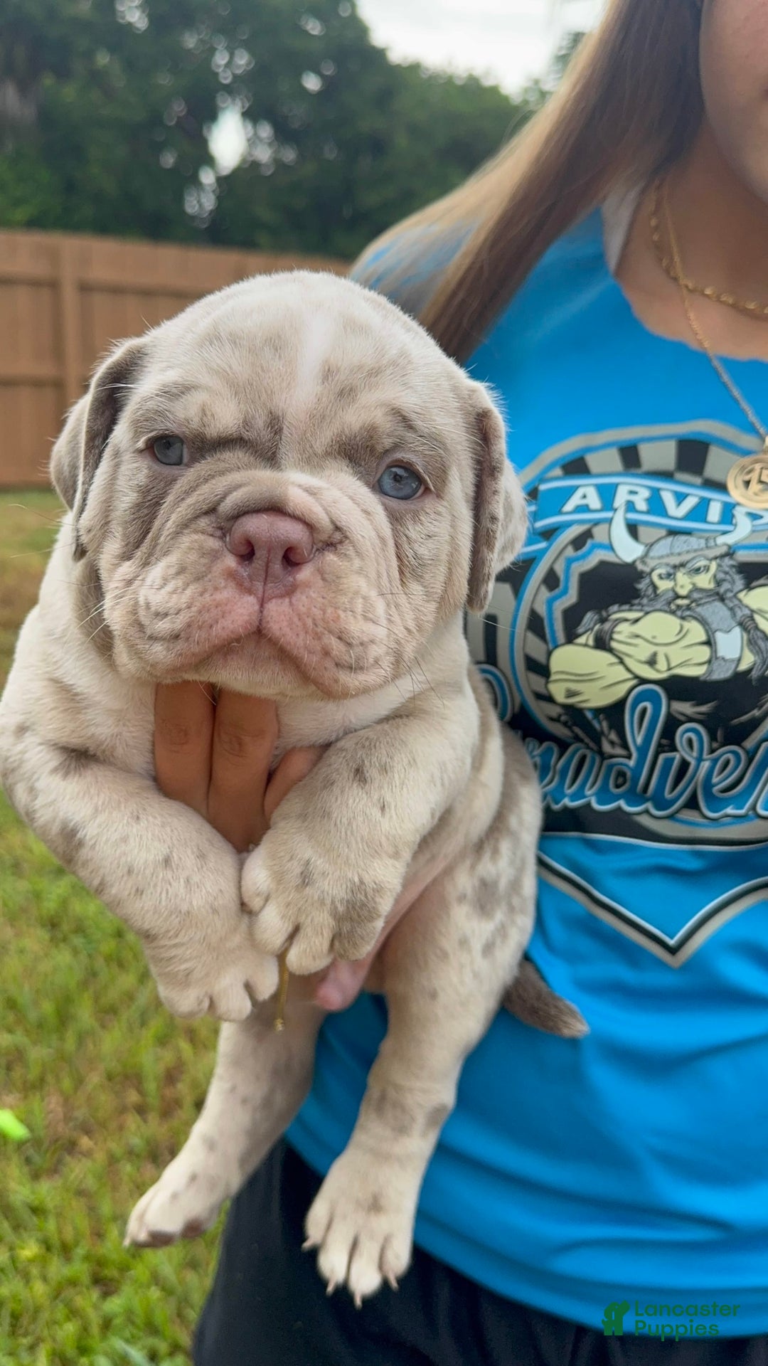American Bully dogs for sale: Exotic Bullies - Image 4