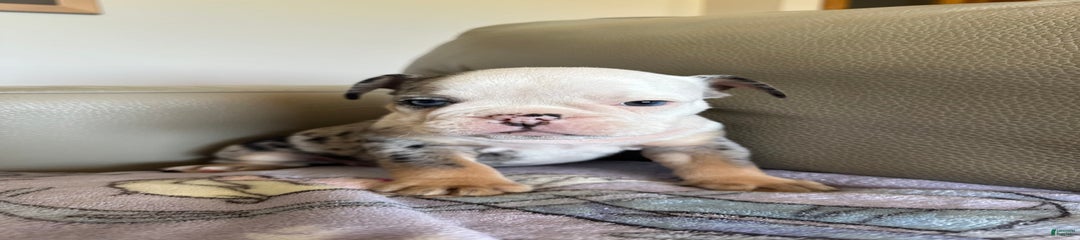 Reese