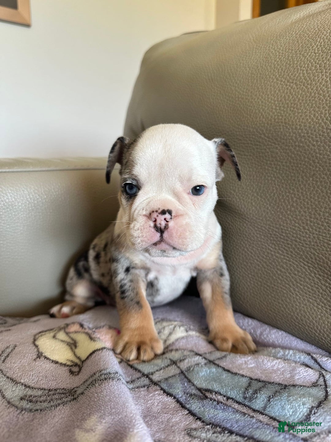 English Bulldog dogs for sale: Reese - Image 3