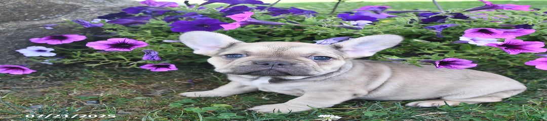 Fifi