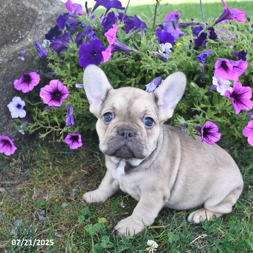 French Bulldog dogs for sale: Fifi - Image 5