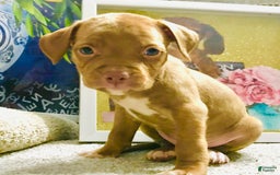 American Staffordshire Terrier dogs for sale: Fiyero - Image 8