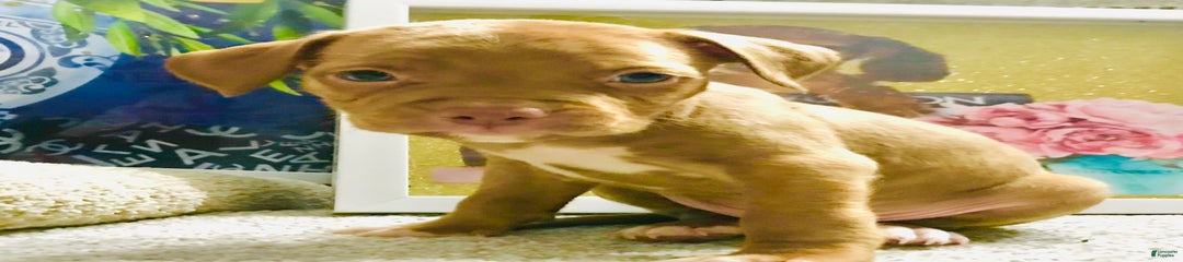 Fiyero