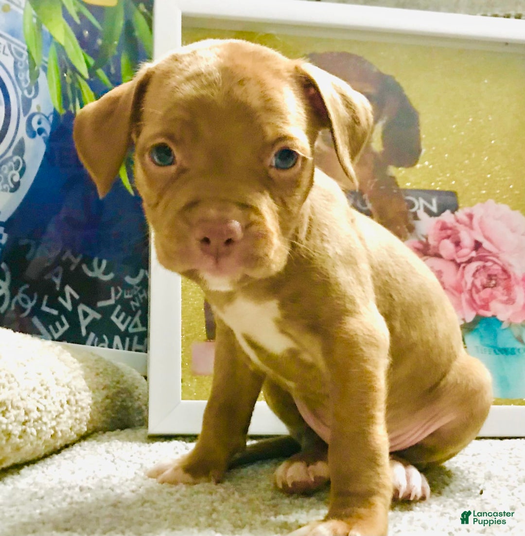 American Staffordshire Terrier dogs for sale: Fiyero - Image 8