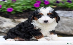 Mini Bernedoodle dogs for sale: Melissa - Image 1