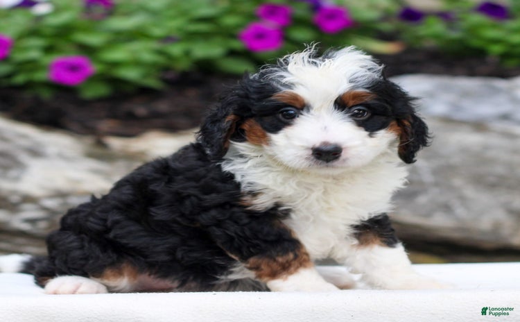 Mini Bernedoodle dogs for sale - Ad 2