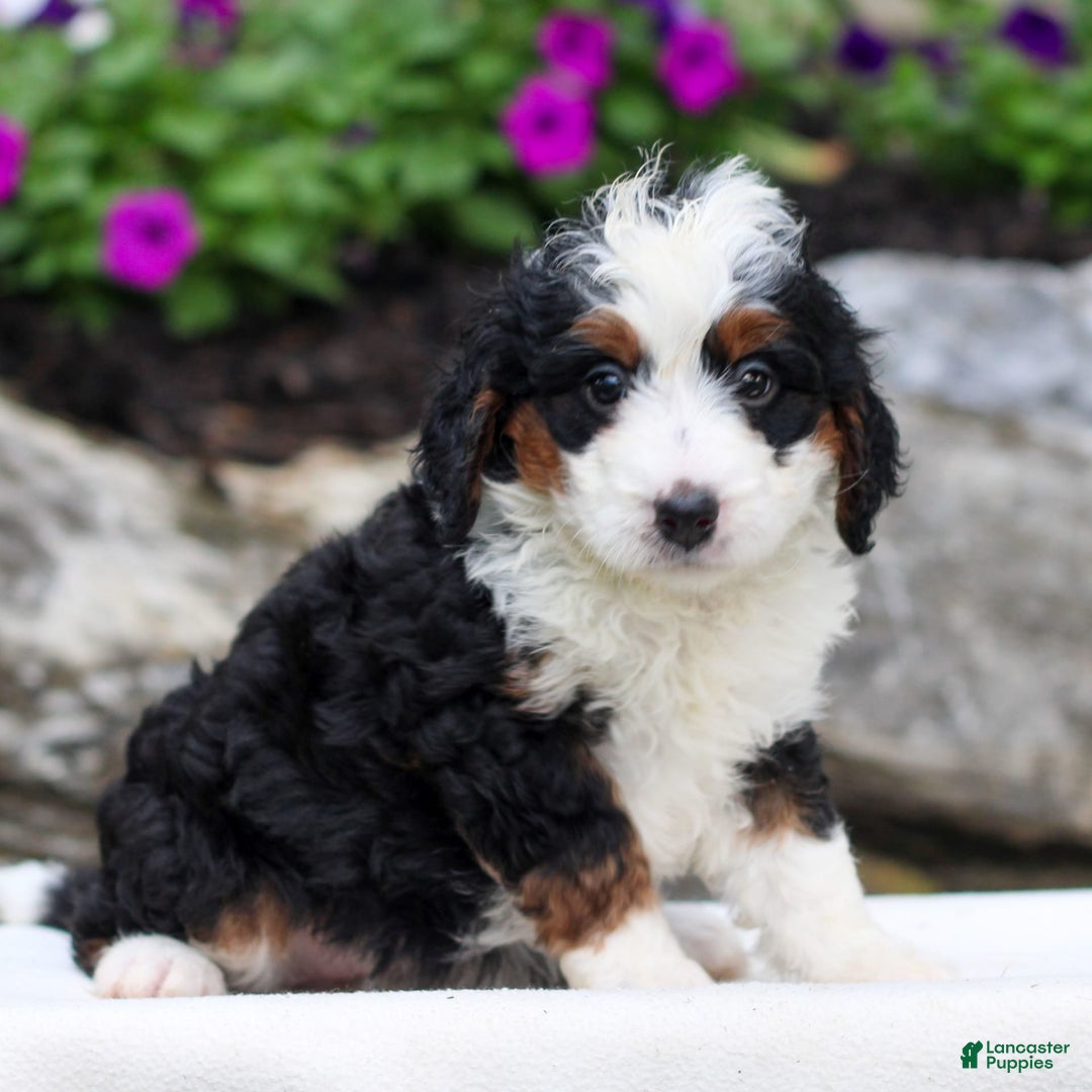 Mini Bernedoodle dogs for sale: Melissa - Image 1